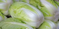 Poland: big supply of Chinese cabbage stabilizes prices