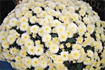Uprawa chryzantem