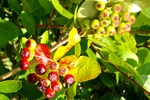 Aronia – będzie rekord?