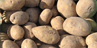 Polish potatoes too expensive for Russia?