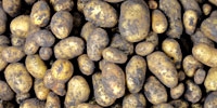 Potatoes for retail