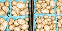 Prices of potatoes for export