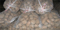 Forecast of potatoes crops