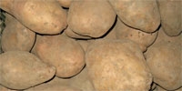 Poor crops of potatoes