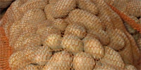 Growing demand for potatoes
