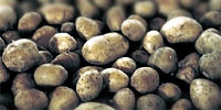 Beginning of early potatoes purchase