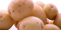 Poland: early potatoes on the market