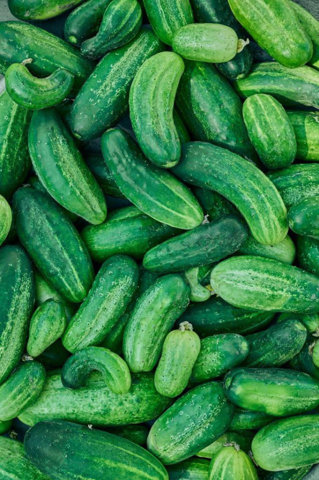 Biodegradowalna sznurek oferuje alternatywę dla plastiku w produkcji w szklarniach