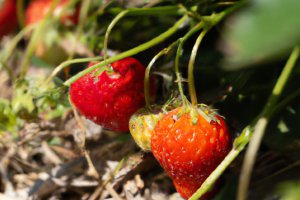 Spektakularny spadek cen truskawek i ogórków w holenderskich supermarketach