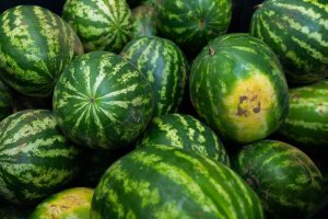 Trzynaście milionów szczepionek arbuzowych i zakład na rynku