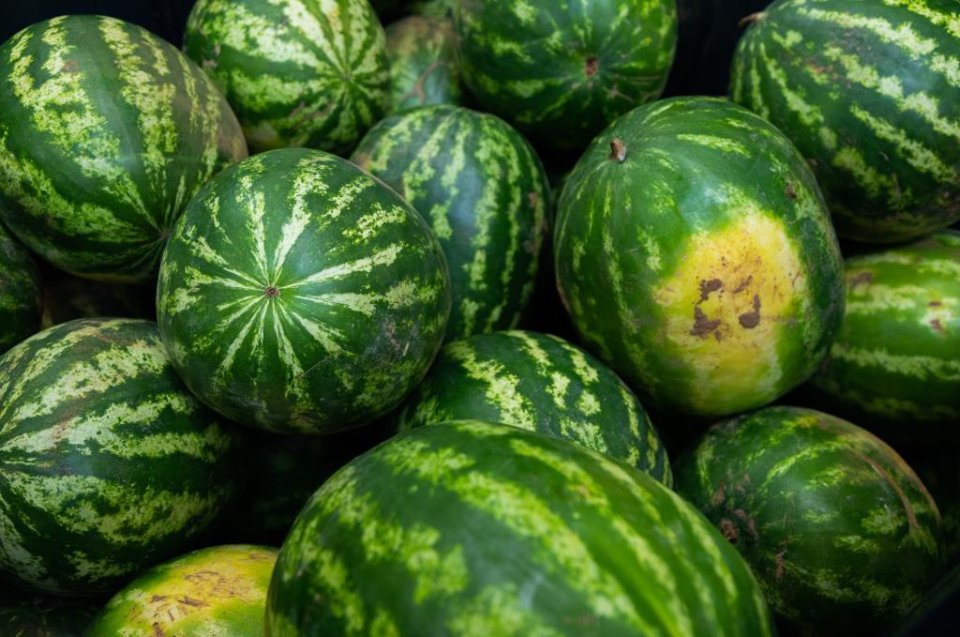 Rozpoczyna się letni program z organicznymi melonami.