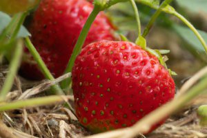 Hurtownie, tydzień obniżek: truskawki głównymi bohaterami spadku cen.