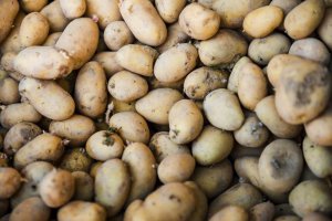 Powierzchnia upraw ziemniaków w Europie spada o nawet 19% przed sezonem 2026/27.