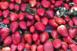 Amerykański miękki robot wykrywa dojrzałość i zbiera truskawki.