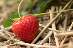 Patent na równomierne dojrzewanie truskawek od początku do końca zbiorów na przykładzie odmiany Flair