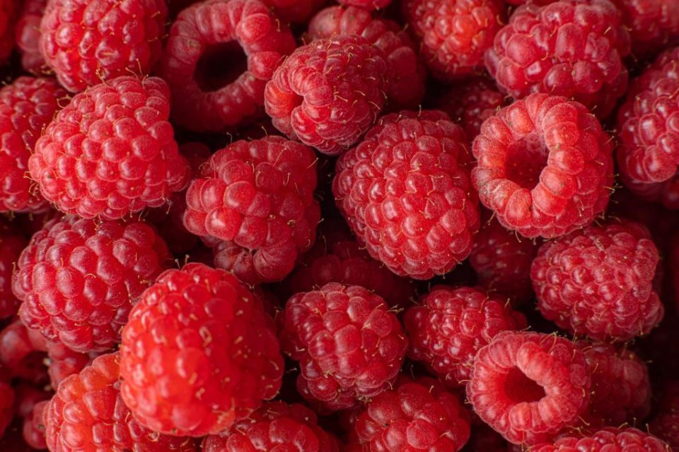 Maliny po przymrozkach mogą wymagać specjalnej uwagi i opieki, aby wydobrzeć po szkodzie. Po pierwsze, przeprowadź lustrację plantacji, aby ocenić zakres uszkodzeń. Uszkodzone pędy i owoce należy usunąć, aby zapobiec rozprzestrzenianiu się infekcji.
Pona