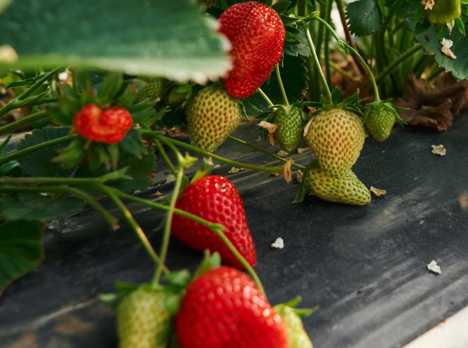 Nadejście wiosny oznacza poprawę w hiszpańskiej produkcji truskawek.