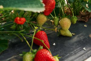 Nadejście wiosny oznacza poprawę w hiszpańskiej produkcji truskawek.