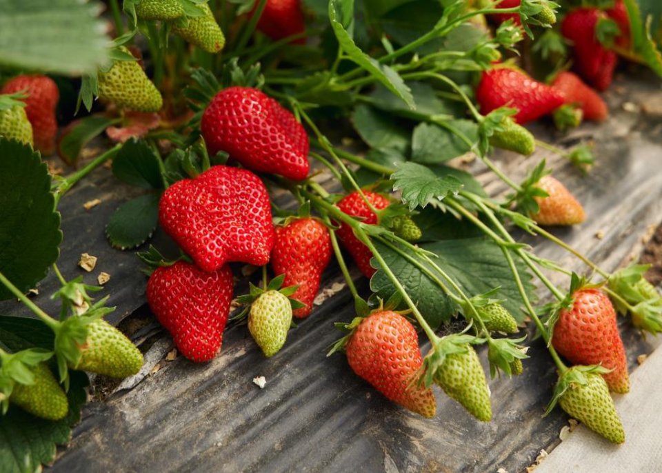 Tesco informuje, że słoneczna pogoda powoduje wzrost podaży truskawek w Wielkiej Brytanii.