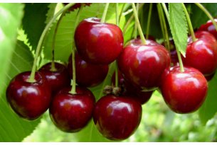Cherries Trying to Climb Out of the Price Slump