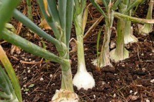 Dire Situation on the Onion Market