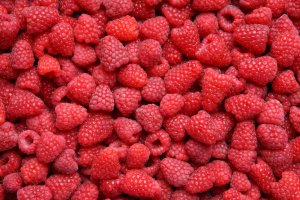 Industrial Raspberry Procurement Still in Its Infancy