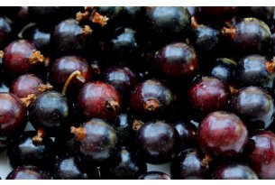 There Are Still Buyers for Currants, But…
