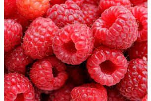 Which Direction Will Industrial Raspberry Prices Take in the Second Half of the Season?