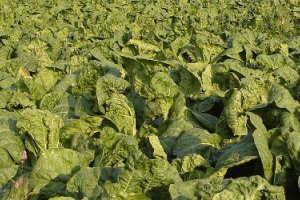 Will the Weather Affect Chinese Cabbage Prices?