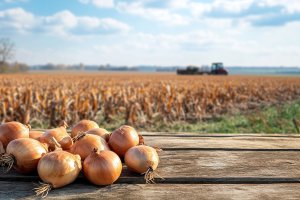 Romagnoli i system Cpr: odzysk owoców i warzyw oraz logistyka na rzecz solidarności.