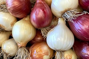 Sektor cebul kwiatowych błyszczy podczas corocznej holenderskiej paradie kwiatowej.