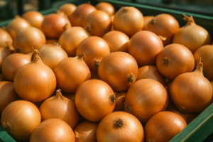 Ceny cebuli w Europie: Włochy z wyższymi stawkami, rośnie eksport z Chin