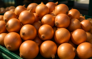 Import cebuli do Hiszpanii rośnie o 5,6% do maja 2026