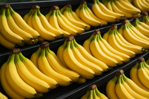 Wyspy Kanaryjskie: zagrożenia dla upraw bananów w związku ze zmianami klimatu