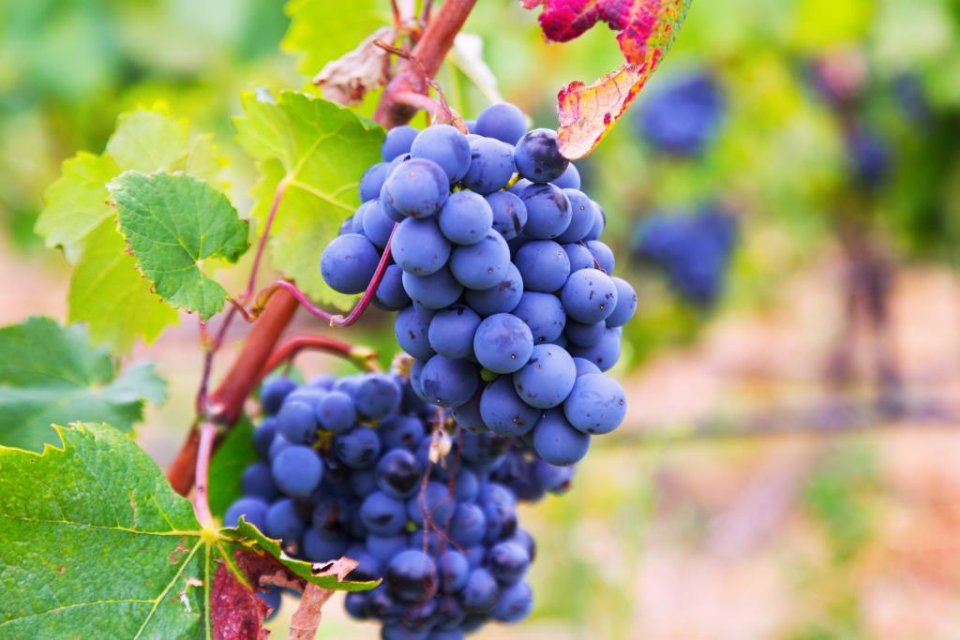 Tak będzie wyglądał 11. Międzynarodowy Sympozjum na temat Winogron Stołowych