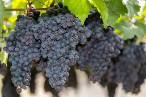 Winogrona można sortować za pomocą separacji z papieru zamiast plastikowych.