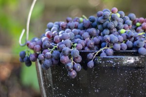 Sun World zyskuje czterech nowych licencjobiorców winogron w Australii i we Włoszech