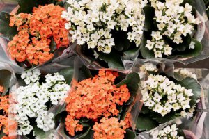 Elsner Pac wprowadza nowy pelargoniowy Kwiat Róży