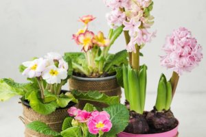 Stany Zjednoczone (GA): Producenci róż w Thomasville walczą z poważnymi warunkami suszy przed corocznym Festiwalem Róż.