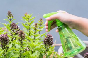 Polska zaostrza zasady i egzekwowanie przepisów dotyczących odmian roślin i materiału roślinnego.