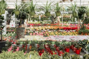 Międzynarodowy asortyment, który będzie prezentowany na targach Deli Flower.