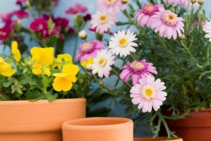 Rolnicy z Patuakhali odnoszą sukces z uprawą słoneczników.