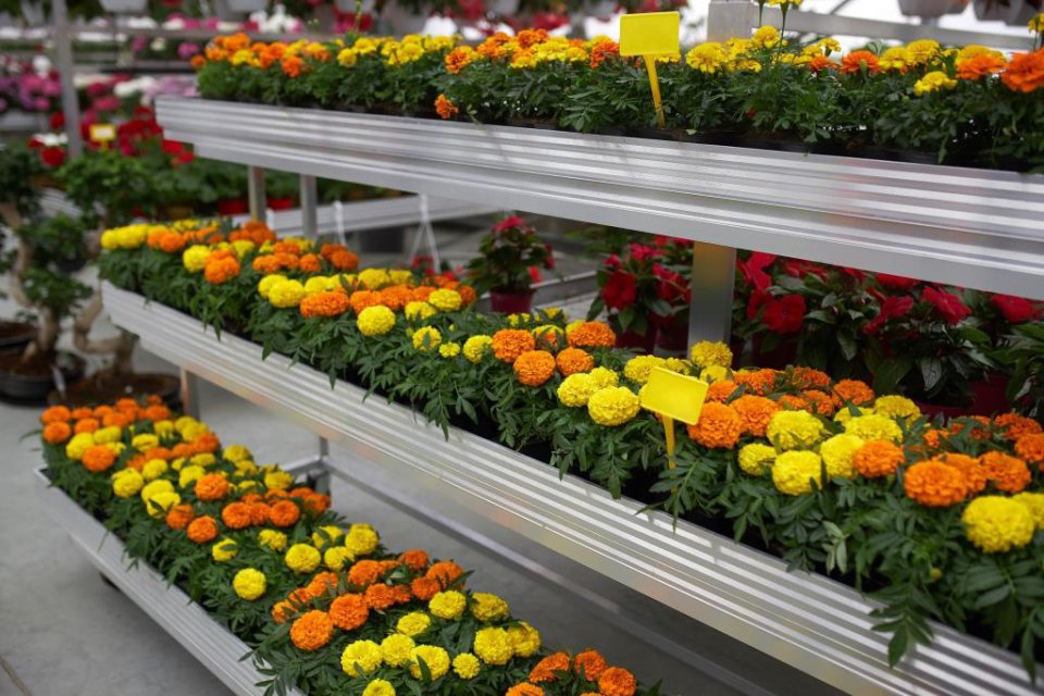 Union Fleurs wybiera Matthijsa Meskena na nowego prezesa.