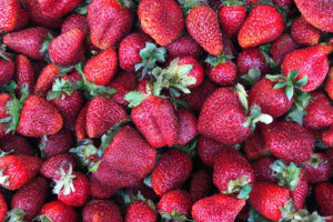 Czerwińsk nad Wisłą: sezon 2026 to trudny czas dla plantatorów truskawek. Sprzedaż środków do produkcji spada.