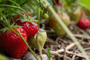 Producenci truskawek są w trakcie ochrony swoich plantacji, walcząc o każdy kwiat i owoc.