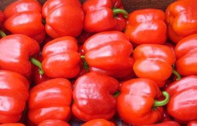 Quirino, nowa stawka Yuksel Seeds w Kalifornijskiej odmianie czerwonej