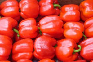 Quirino, nowa stawka Yuksel Seeds w Kalifornijskiej odmianie czerwonej