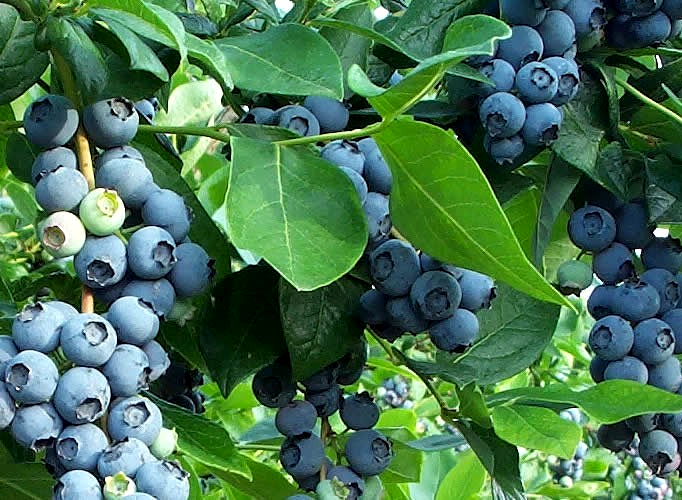 Borówki – ceny pod lekką presją ale…