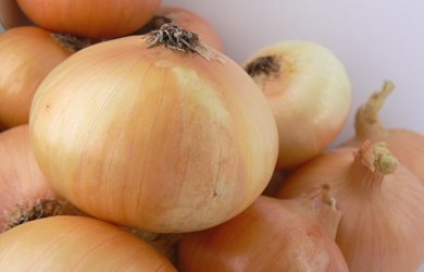 Holandia - eksport cebuli powyżej 20 000 ton utrzymuje ceny na stabilnie niskim poziomie