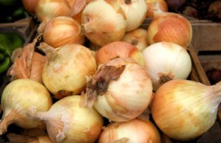 Cebula zaczyna regularny sezon taniej niż rok temu